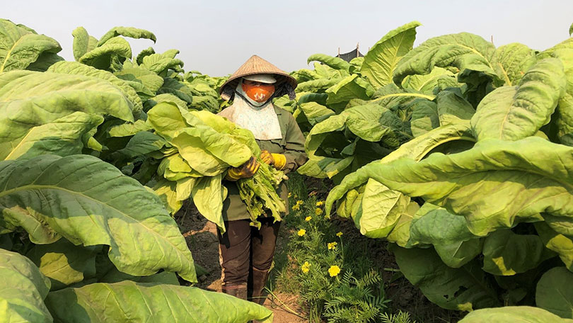 Farmer in Tobacco field